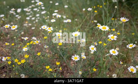 Kamillenwiese im Wald. Schöner natürlicher floraler Hintergrund. Tag Der Erde. Selektiver Fokus. Die Schönheit der Natur in ihrer Einfachheit Stockfoto