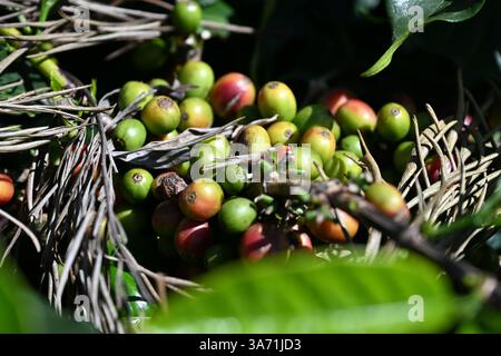 Kaffeebeeren in der Kaffeeanlage in Idukki, Kerala, Indien Stockfoto