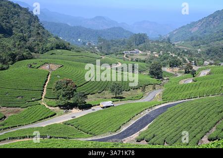 Hill Station in Kerala, Indien, weitläufige Teeplantagen und landschaftliche Schönheit. Die Landschaft der üppigen Teeplantagen von Idukki, Kerala Stockfoto