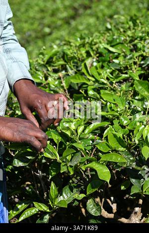 Nahaufnahme einer Frau, die Teeblätter pflückt in Idukki Kerala Indien, Asien Stockfoto
