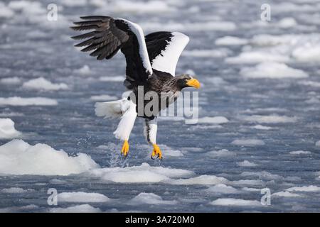 Steller's Seeadler (Haliaeetus pelagicus), auch bekannt als Pazifikseeadler oder Weißschulteradler Stockfoto