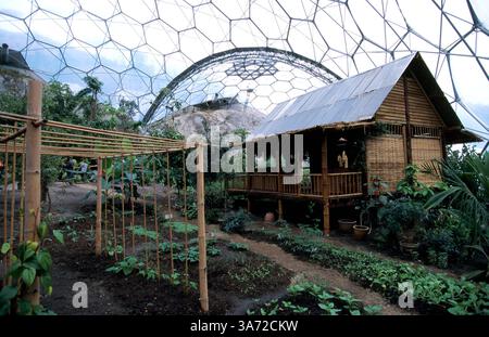 Januar 2011 - K33395 EDEN-PROJEKT, GROSSBRITANNIEN. MALAYSISCHER ABSCHNITT INNERHALB DES RIESIGEN FEUCHTEN TROPENBIOMS..PAUL QUAYLE/ 2003(Bild: © Globe Photos/ZUMAPRESS.com) Stockfoto