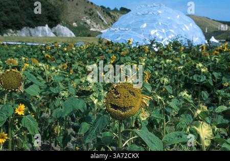 Januar 2011 - K33395 EDEN-PROJEKT, GROSSBRITANNIEN. SONNENBLUMEN MIT LÄCHELNDEN GESICHTERN UND GRASBEWACHSENEM BIOM VERBINDEN SICH MIT WARMEM, GEMÄSSIGTEM BIOM IM HINTERGRUND. PAUL QUAYLE/ 2003(Bild: © Globe Photos/ZUMAPRESS.com) Stockfoto