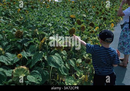 Januar 2011 - K33395 EDEN-PROJEKT, GROSSBRITANNIEN. BOY ZEIGT SONNENBLUMEN MIT LÄCHELNDEN GESICHTERN. PAUL QUAYLE/ 2003(Bild: © Globe Photos/ZUMAPRESS.com) Stockfoto