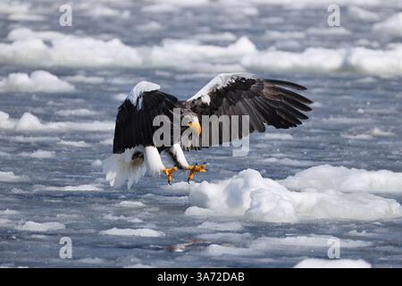 Steller's Seeadler (Haliaeetus pelagicus), auch bekannt als Pazifikseeadler oder Weißschulteradler Stockfoto