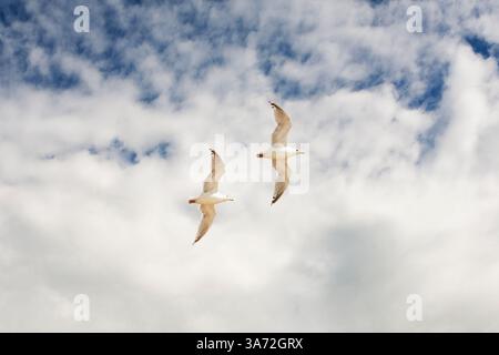 Tiefwinkelansicht eines Möwenpaares im Flug gegen Wolken Stockfoto