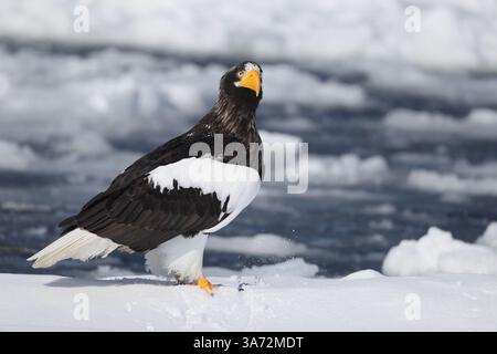 Steller's Seeadler (Haliaeetus pelagicus), auch bekannt als Pazifikseeadler oder Weißschulteradler Stockfoto