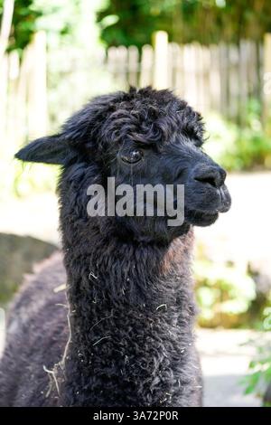 Porträt eines Alpakas. Tiernahmehilfe. Stockfoto