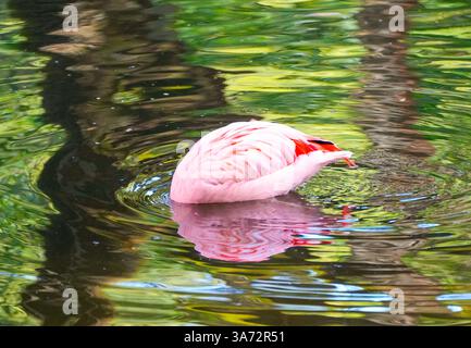 Schwimmende Flamingos suchen nach Essen im Wasser. Stockfoto