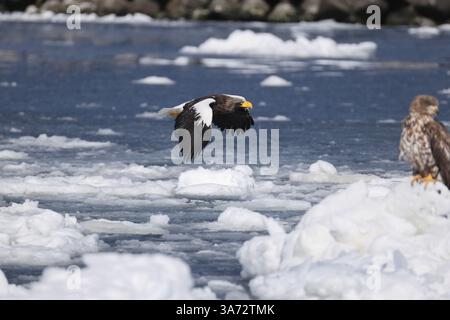 Steller's Seeadler (Haliaeetus pelagicus), auch bekannt als Pazifikseeadler oder Weißschulteradler Stockfoto