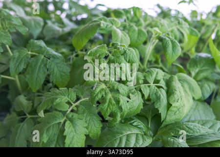 Grüne Tomaten- und Paprikensetzlinge, die aus Samen gepflanzt werden, können im Garten gepflanzt werden. Stockfoto