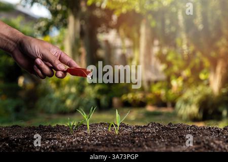Landwirt mit Schaufel, der jungen Keimlingspflanzen Granulatdünger gibt. Stockfoto