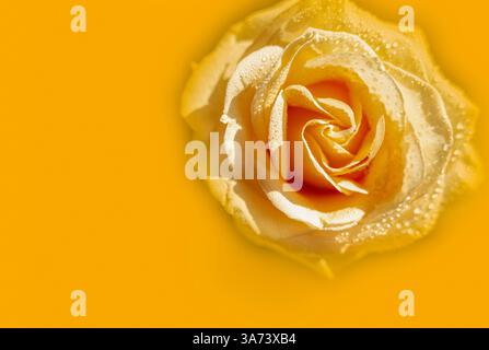 Pfirsichrose mit Regentropfen aus nächster Nähe auf gelbem Hintergrund. Stockfoto