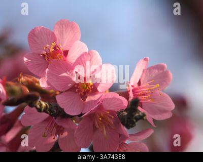 Nahaufnahme der Blüten einer prunus campanulata, auch bekannt als Taiwan-Kirsche, Formosan-Kirsche oder Glockenblumenkirsche in der Sonne. Bonn, Deutschland. März. Stockfoto