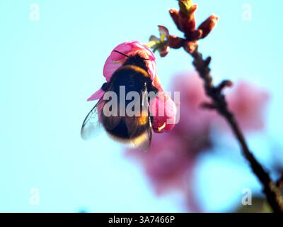 Nahaufnahme einer Hummel (bombus terrestris) oder einer großen Erdhummel, die Pollen aus einer prunus campanulata sammelt, auch bekannt als Taiwan ch Stockfoto