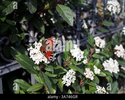 Ein Aglais io, Europäischer Pfau oder Pfauenfalter, der auf einem Laurustinhaufen (viburnum tinus L.) sitzt, der durch einen Vorhofzaun in Bonn wächst, Stockfoto