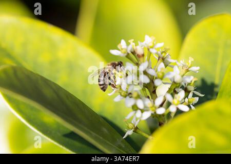 Nahaufnahme einer Biene, die im Frühling Pollen sammelt Stockfoto