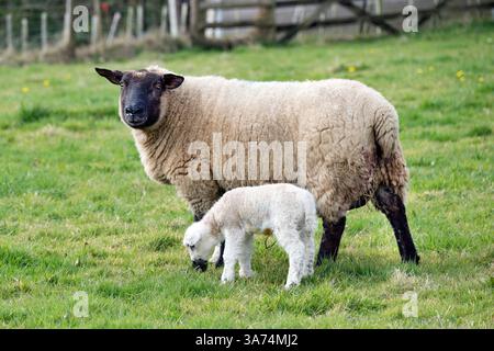 Neues 4 Tage altes Lamm mit Mama im frühen Frühling Stockfoto