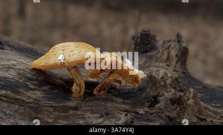 Gelbe Pilze wachsen auf gefallenem Baumstamm im Wald Stockfoto