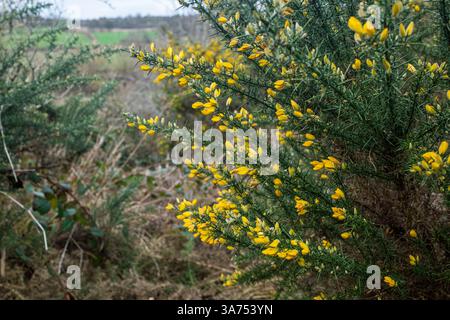 Die gelben Blüten des Gemeinen Gorse - Ulex europaeus Stockfoto