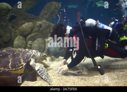 Oktober 2012 - Albuquerque, NEW MEXICO, USA - Taucher Andrew Montoya (CQ) verbringt am Montagnachmittag im ABQ BioPark Aquarium eine Meeresschildkröte zu füttern. Roberto E. Rosales/Albuquerque Journal. (Kreditbild: © Roberto E. Rosales/Albuquerque Journal/ZUMAPRESS.com) Stockfoto