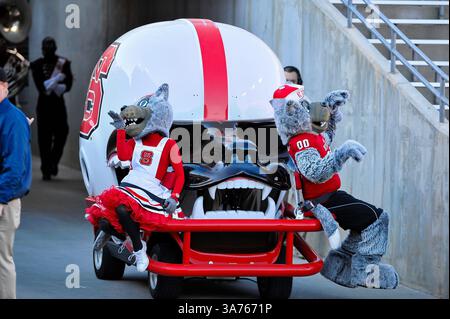 10. November 2012: Raleigh, North Carolina, USA: North Carolina State Wolfpack Maskottchen während des heutigen Spiels. NC State besiegt Wake Forest 37-6 im Carter-Finley Stadium in Raleigh, North Carolina. (Bild: © Anthony Barham/ZUMAPRESS.com) Stockfoto