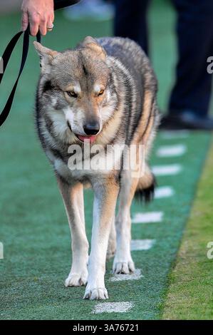 November 2012: Raleigh, North Carolina, USA – North Carolina State Wolfpack Maskottchen während des heutigen Spiels. NC State besiegt Wake Forest 37-6 im Carter-Finley Stadium in Raleigh, North Carolina. (Bild: © Anthony Barham/ZUMAPRESS.com) Stockfoto