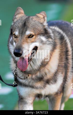 November 2012: Raleigh, North Carolina, USA – North Carolina State Wolfpack Maskottchen während des heutigen Spiels. NC State besiegt Wake Forest 37-6 im Carter-Finley Stadium in Raleigh, North Carolina. (Bild: © Anthony Barham/ZUMAPRESS.com) Stockfoto
