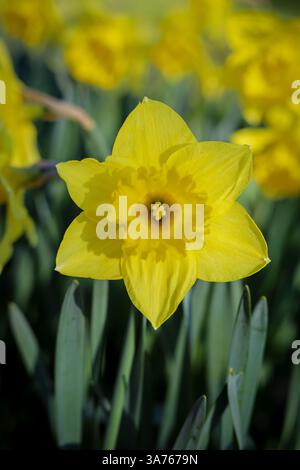 Eine große Gruppe von Narzissen (Narcissus Psuedonarcissus) in einem englischen Wald vor einem Hintergrund von Laubbäumen und blauem Himmel. Stockfoto