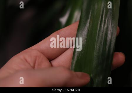 Hand mit Palmblatt auf dunklem Hintergrund. Hauspflanzen, Pflanzenpflege. Stockfoto