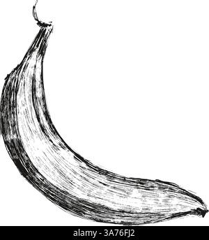 Illustration mit grafischer Bananenfarbe. Vector tropische Früchte, Bananensnacks oder vegetarische Ernährung. Stock Vektor