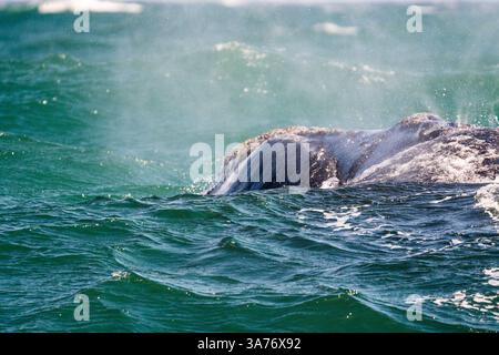 Südlicher Glattwal (Eubalaena australis) schließt Gesicht und Kopf, während er Wasser aus seinem Blasloch in Hermanus, Südafrika, bläst Stockfoto