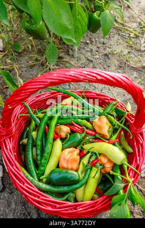 Ein leuchtend roter Korb, gefüllt mit einer Vielzahl frisch geernteter Paprika, einschließlich grüner, gelber und orangener Sorten. Die Paprika sind eingebettet Stockfoto