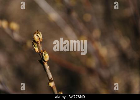 Die erste Feder sanft Blätter, Knospen und Zweige Makro Hintergrund Stockfoto