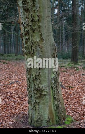 Buchenrindenkrankheit, verursacht durch ein Insekt und einen Pilz Stockfoto