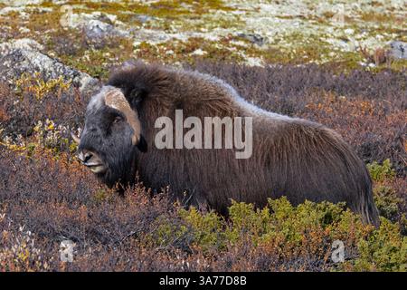 Muskox (Ovibos moschatus) einsamer Stier / männlicher Fresser auf der Tundra im Herbst/Herbst, Dovrefjell-Sunndalsfjella-Nationalpark, Norwegen Stockfoto