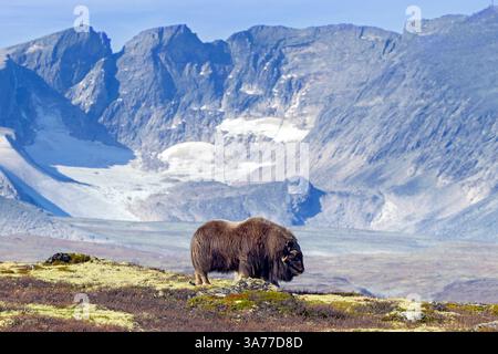 Muskox (Ovibos moschatus) einsamer Stier / männlicher Fresser auf der Tundra im Herbst/Herbst, Dovrefjell-Sunndalsfjella-Nationalpark, Norwegen Stockfoto