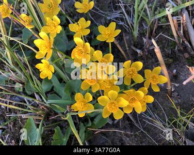 Primeln Sumpfblume oder Caltha, hellgelbe Blüten mit Staubblättern in Nahaufnahme Stockfoto