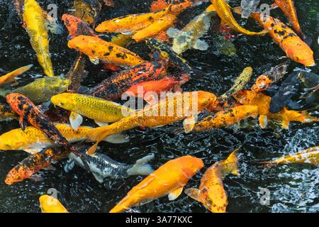 Lebendige Koi-Fische schwimmen im dunklen Wasserteich. Orangen- und Goldkoi-Fische sammeln sich zur Reeding-Zeit. Wunderschönes Muster schwimmender Koi-Fische Stockfoto