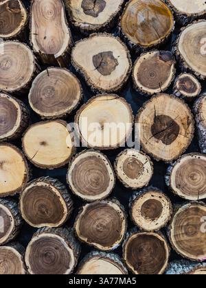 Peeling Oak, auch bekannt als Gambel Oak, quercus gambelli, geschnitten und gestapelt für Brennholz, Lumberton, New Mexico, USA. Stockfoto