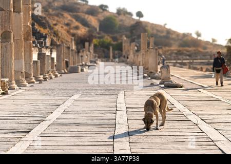 Ein streunender Hund steht zwischen den Ruinen entlang der antiken griechischen Harbor Street oder Arcadian Way in den ausgegrabenen Überresten von Ephesus, Türkei. Stockfoto