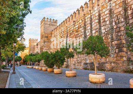 Vormittagsblick auf eine der wichtigsten Außenmauern des Königlichen Alcazar von Sevilla, im Viertel Barrio Santa Cruz von Sevilla Spanien. Stockfoto