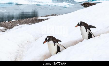 Seitenansicht von zwei Gentoo-Pinguinen am Penguin Highway Stockfoto
