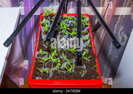 Tomatensämlinge, die in Maschenbeuteln unter Vollspektrum wachsen, wachsen in der Nähe des Fensters in einem roten Behälter hell. Schweden. Stockfoto