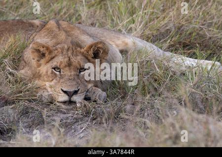 Junger Löwe starrt, Panthera leo. Stockfoto