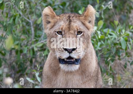 Junger Löwe starrt, Panthera leo. Stockfoto
