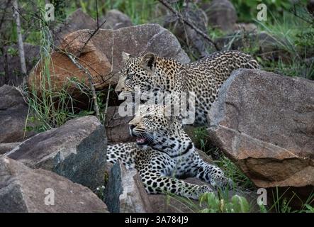 Zwei männliche Leoparden, Panthera pardus, auf einem Felsen. Stockfoto