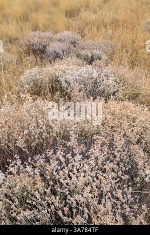 Trockene Wiesengräser, Samenköpfe und Sagebrush im Herbst, Blick von der Oberfläche. Stockfoto