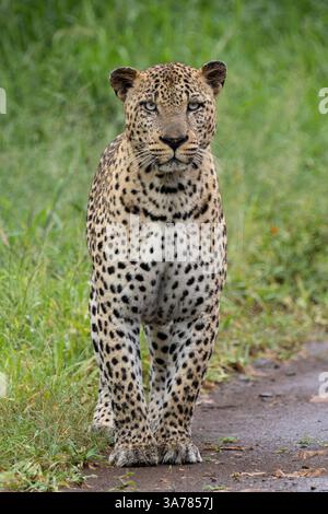 Ganzkörperporträt eines beeindruckenden männlichen Leoparden (Panthera pardus), der direkt in die Kamera im grünen afrikanischen Busch – dem Kruger-Nationalpark – starrt Stockfoto