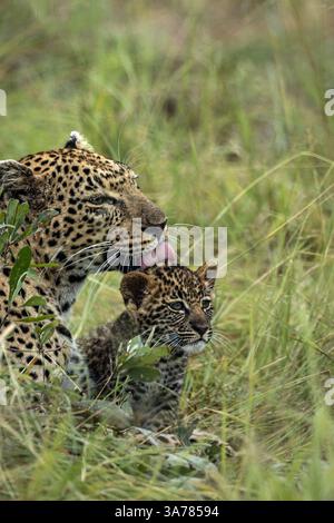 Leoparde, Panthera pardus, ihr Junges pflegt. Stockfoto